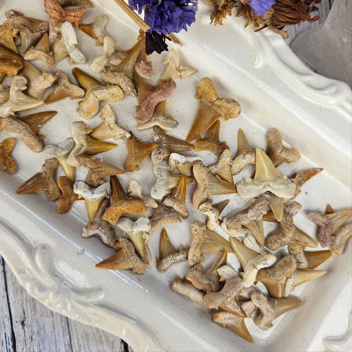 Shark Teeth, small