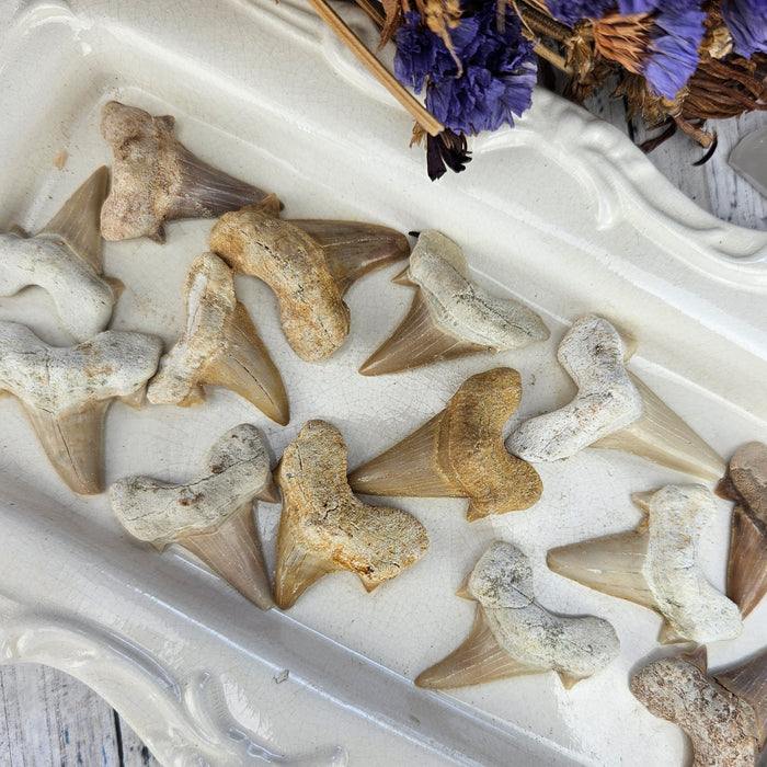 Fossilized Shark Teeth