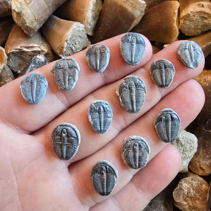 Elrathia Kingi Trilobites, small