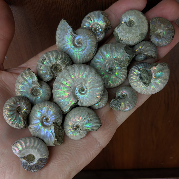 Natural Pearlized Ammonite Fossils