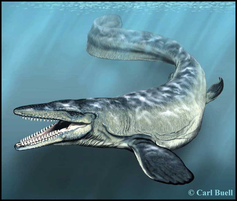 Mosasaurus Teeth