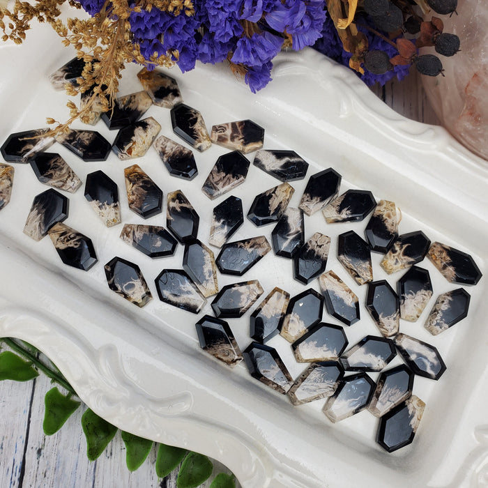 Mini Fossil Palm Root Coffin Cabochons