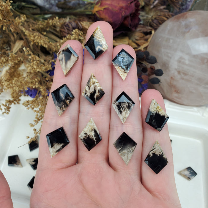 Fossil Palm Root Kite Cabochons