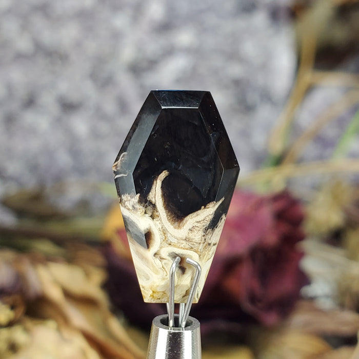 Mini Fossil Palm Root Coffin Cabochons