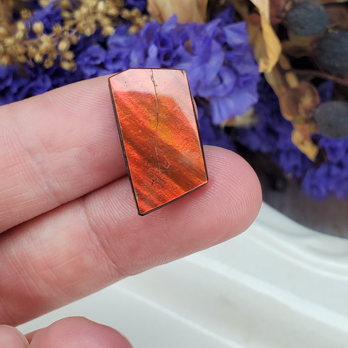 Ammolite Cabochon, 3