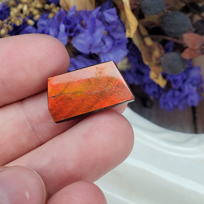 Ammolite Cabochon, 3