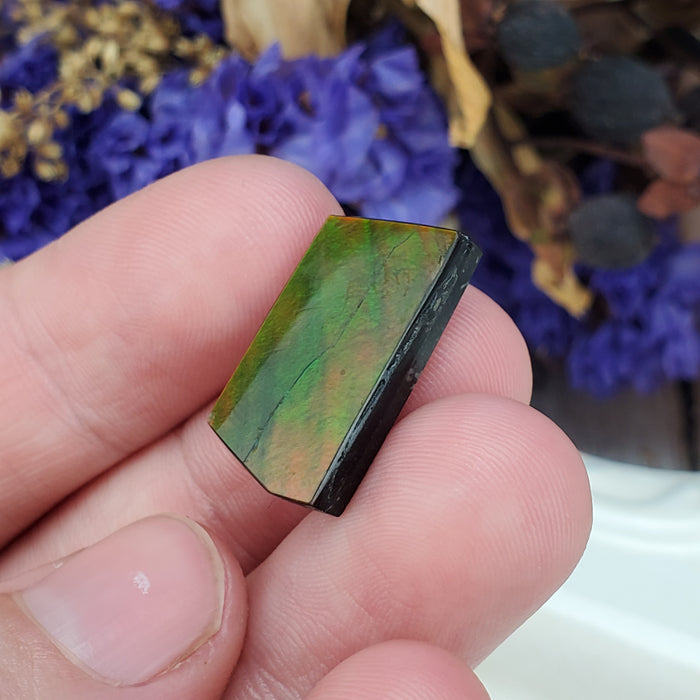 Ammolite Cabochon, 3