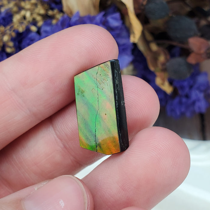 Ammolite Cabochon, 3