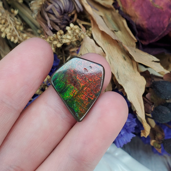 Ammolite Cabochon, 1