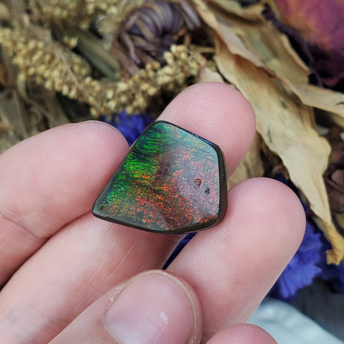 Ammolite Cabochon, 1