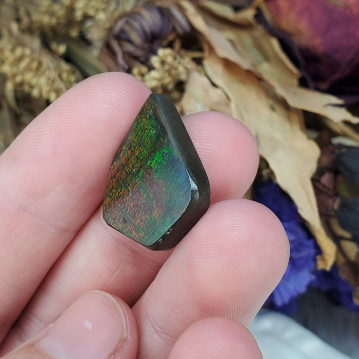 Ammolite Cabochon, 1