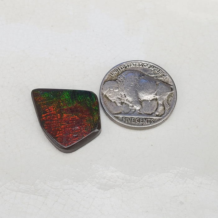 Ammolite Cabochon, 1