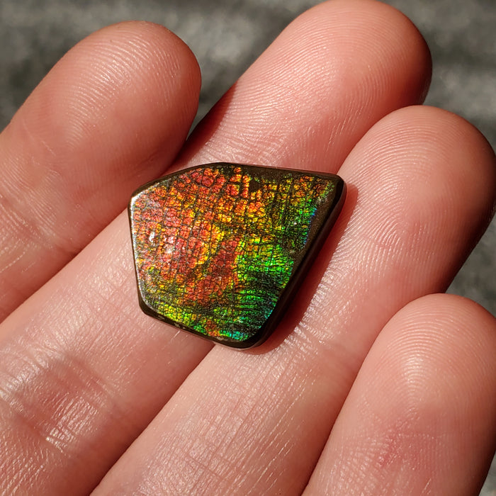 Ammolite Cabochon, 1