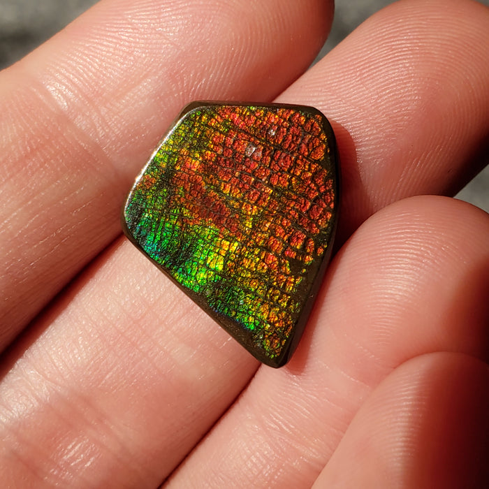 Ammolite Cabochon, 1