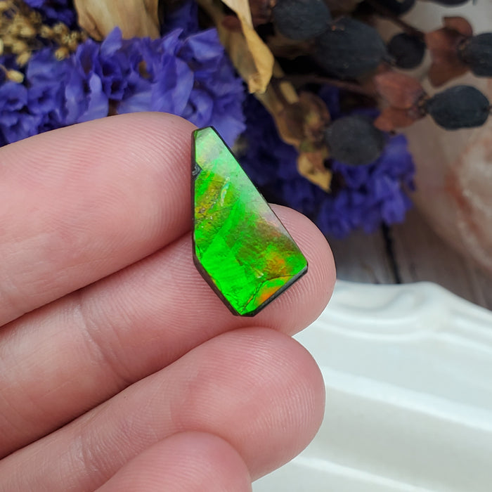 Ammolite Cabochon, 2