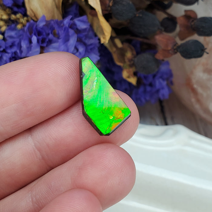 Ammolite Cabochon, 2