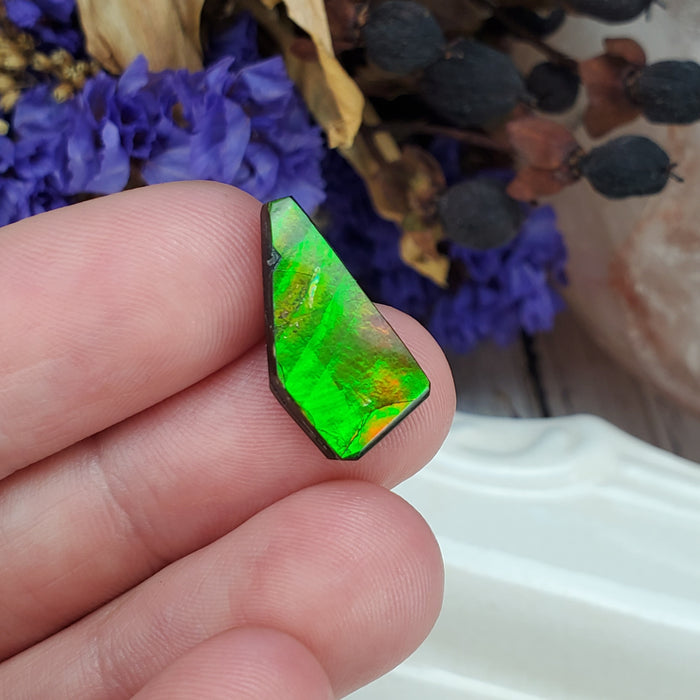 Ammolite Cabochon, 2