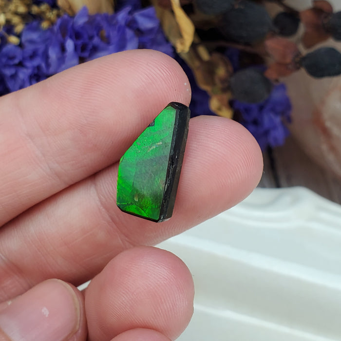 Ammolite Cabochon, 2