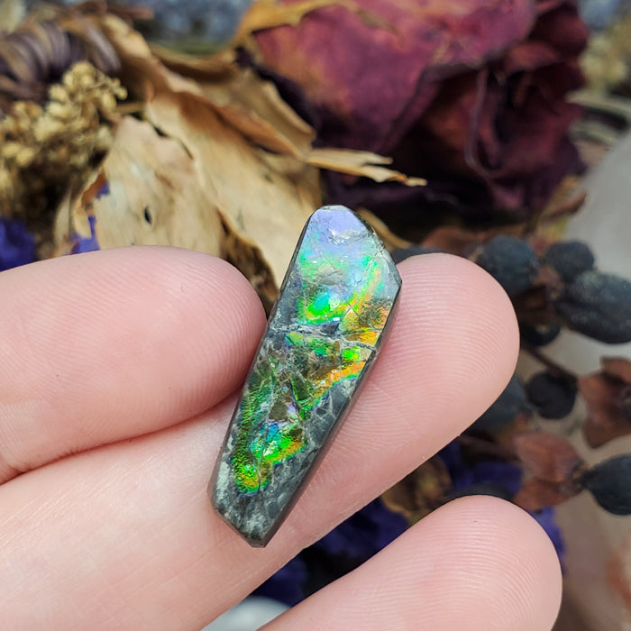 Ammolite Cabochon, 5