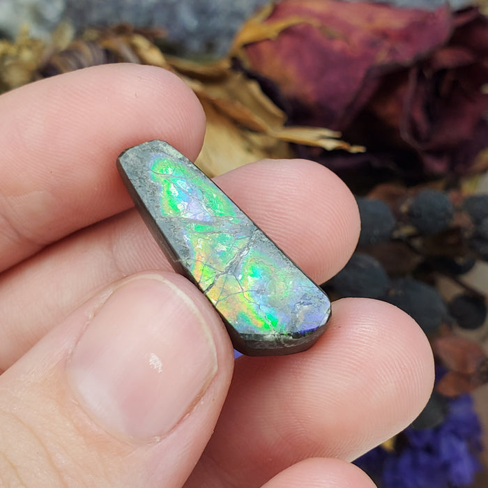 Ammolite Cabochon, 5