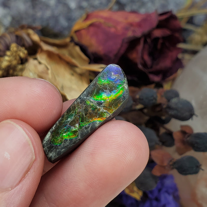 Ammolite Cabochon, 5