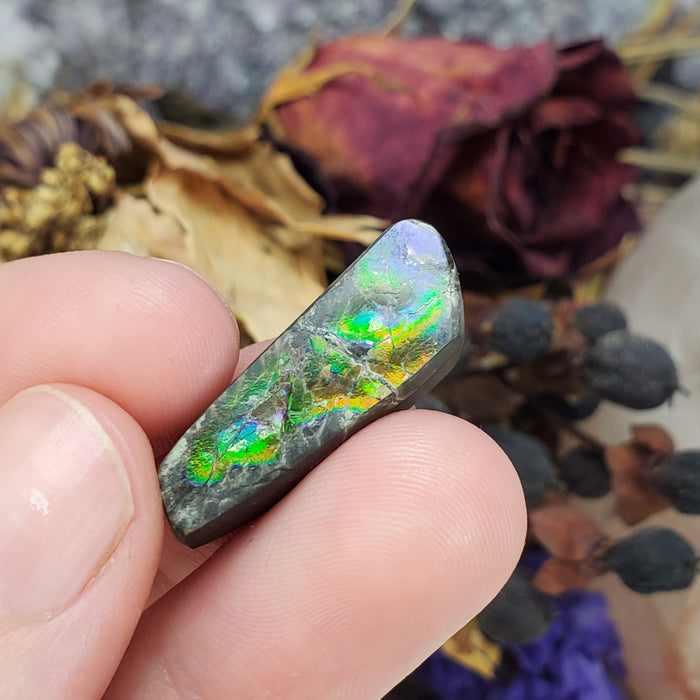 Ammolite Cabochon, 5