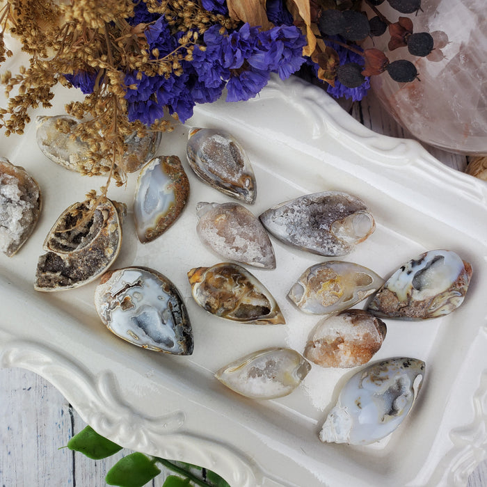 Agatized Shells with Druzy