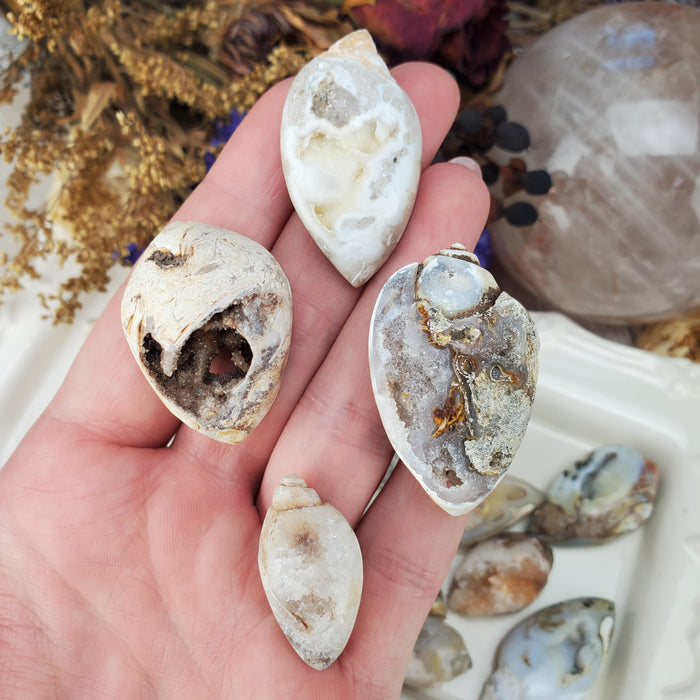 Agatized Shells with Druzy