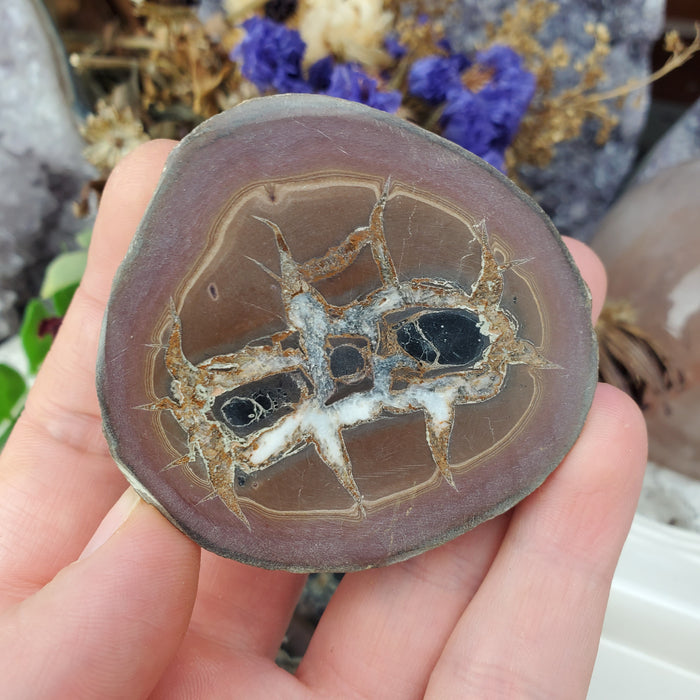 Septarian Nodule Assortment