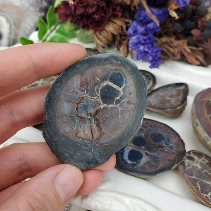 Septarian Nodule Assortment