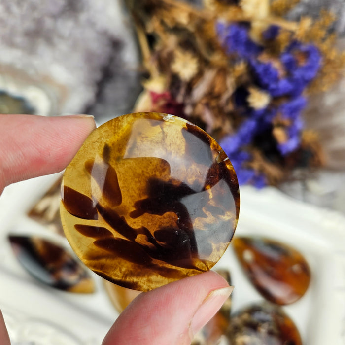 Sumatran Amber Cabochons, Second Quality