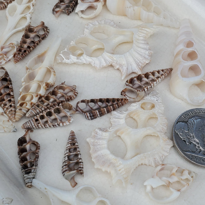 Nautical Shell Slices