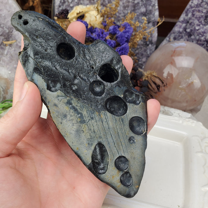 Megalodon Tooth, 2