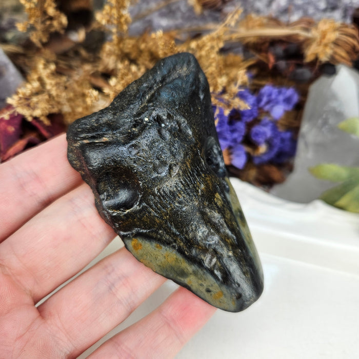 Megalodon Tooth, 9