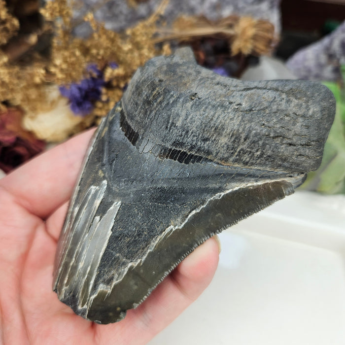 Megalodon Tooth, 2