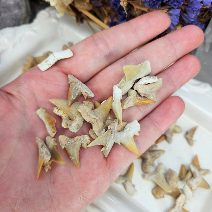 Shark Teeth, small