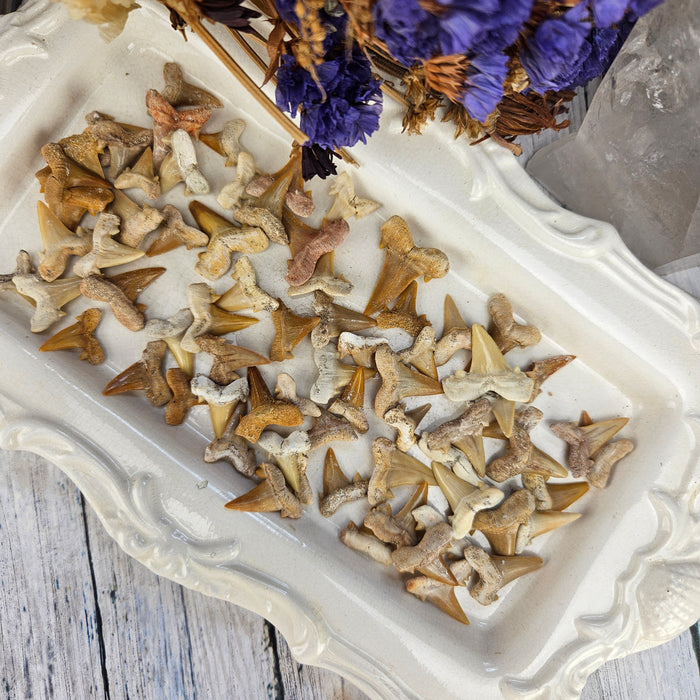 Shark Teeth, small