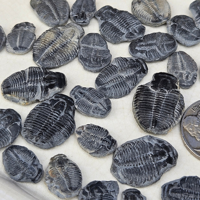Elrathia Kingi Trilobites, incomplete