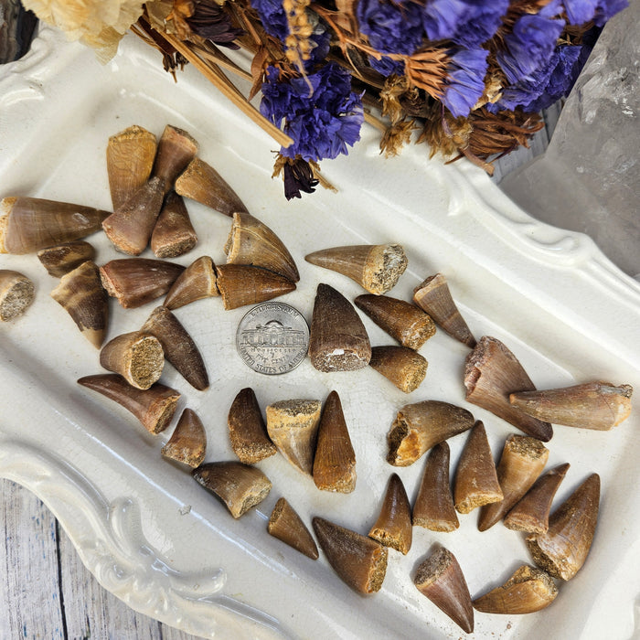 Mosasaurus Teeth