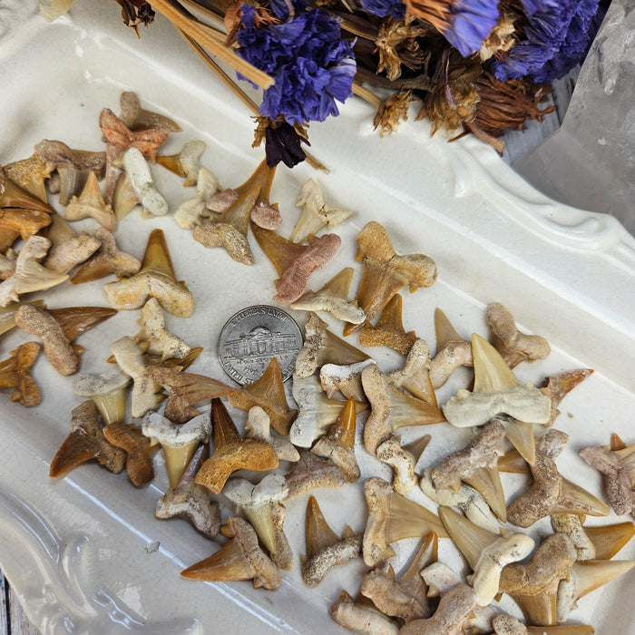 Shark Teeth, small