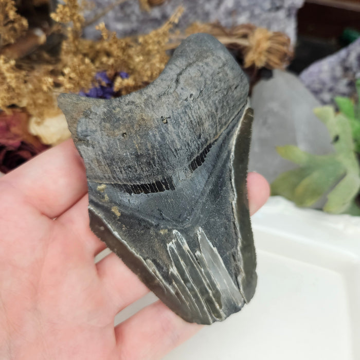 Megalodon Tooth, 2