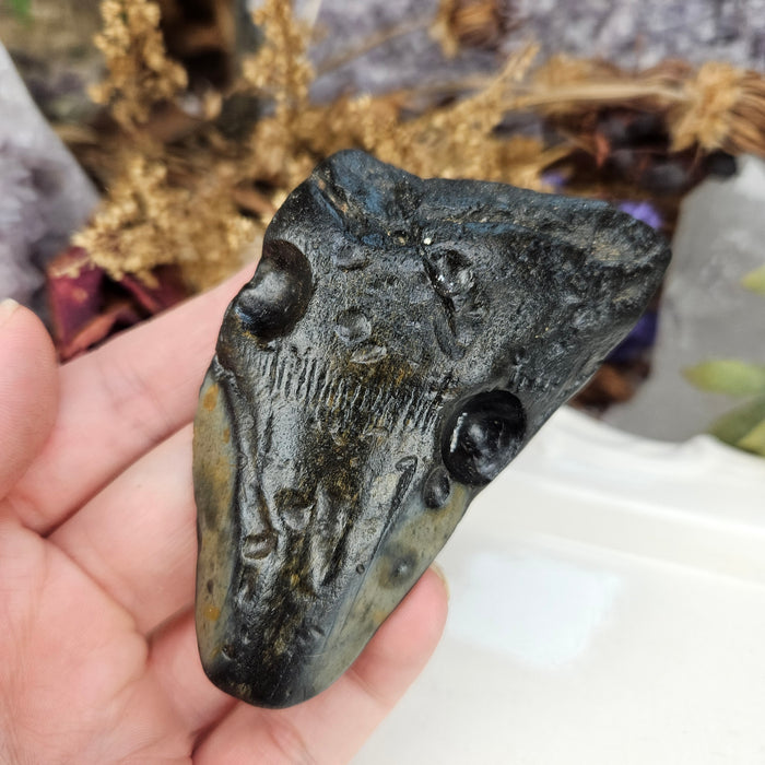 Megalodon Tooth, 9
