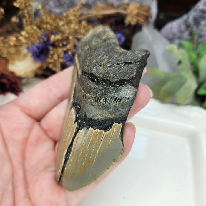 Megalodon Tooth, 3