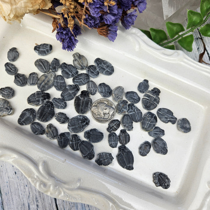 Elrathia Kingi Trilobites, incomplete