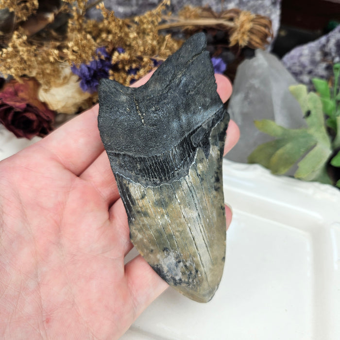 Megalodon Tooth, 5