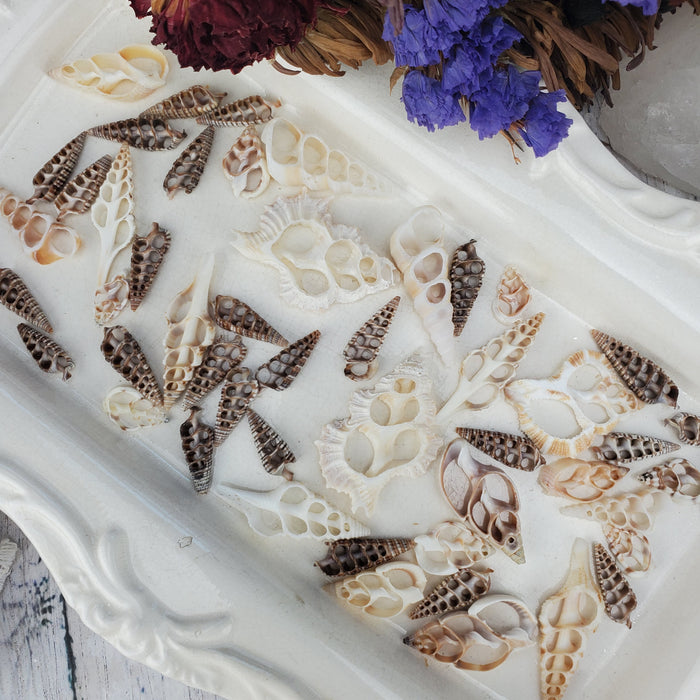 Nautical Shell Slices