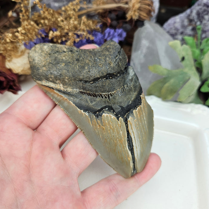 Megalodon Tooth, 3