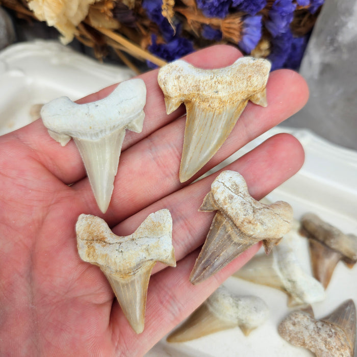 Fossilized Shark Teeth