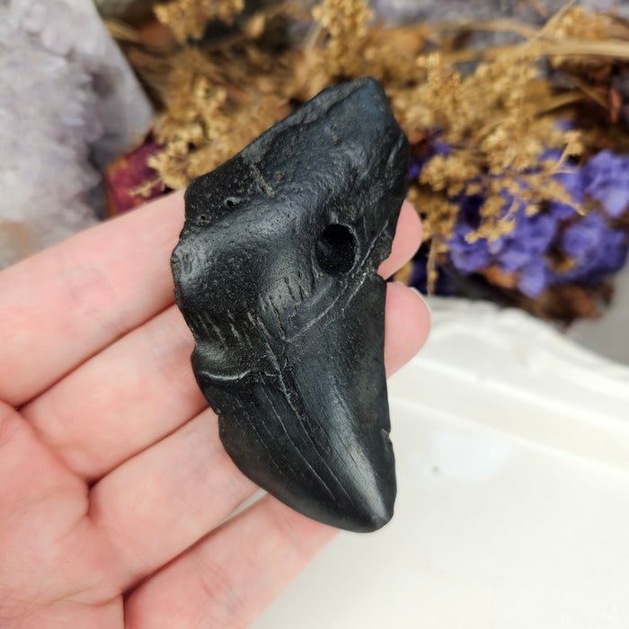 Megalodon Tooth, 10