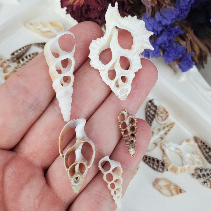 Nautical Shell Slices